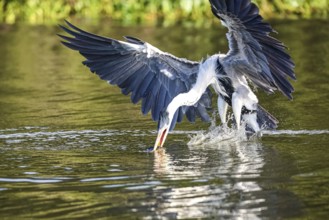 Cocoi heron catching a Pirhana in flight over a river, spreading wings, Pantanal Wetlands, Mato