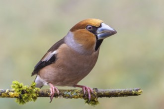Hawfinch male (Coccothraustes coccothraustes) sitting on tree branch, protected forest, Black