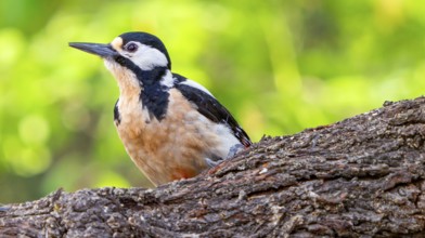 Great Spotted Woodpecker, Dendrocopos major, Mediterranean Forest, Castile and Leon, Spain