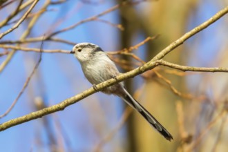 Long-tailed tit on branch (Aegithalos caudatus) Cute little Bird