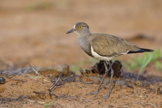 Lapwing (Vanellus lugubris), animals, birds, biotope, habitat, foraging, wader, plover family,