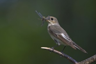 Animals, birds, songbirds, pied flycatcher, (Ficedula hypoleuca), biotope, habitat, perch,