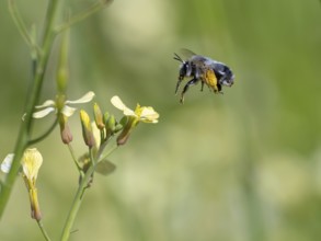 Bumblebee, (Bombus) insect, animals, insects, family of bees, flight photo, biotope, habitat,