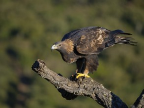 Golden Eagle, (Aquila chrysaetos), bird of prey, hawk family, perch, biotope, habitat, foraging, El