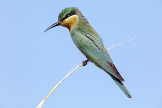 Blue-cheeked Bee-eater, (Merops persicus), family of bee-eaters, bird on perch, Muntasar oasis,