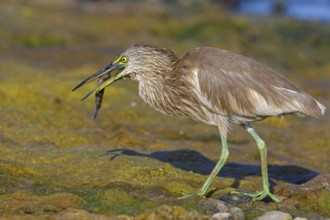 Animal, animals, bird, birds, heron, paddy heron, (Ardeola grayii), heron family, biotope, habitat,