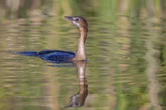 Animals, birds, Pygmy Cormorant, (Phalacrocorax pygmeus), biotope, habitat, swims in water,