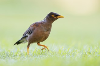 Shepherd's mynah, (Acridotheres tristis), animals, birds, perch, biotope, habitat, foraging Muscat,