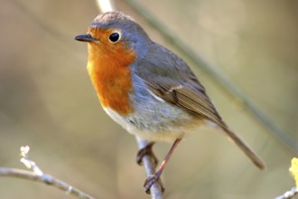 Robin (Erithacus rubecula), Animal, Birds, Songbirds Federal Republic of Germany