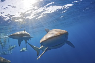 Galapagos sharks, Carcharhinus galapagensis, Oahu, Pacific, Hawaii, USA