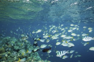 Shoal of coral fish, Micronesia, Palau