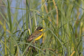 Masked wagtail, (Motacilla flava feldegg), (Motacilla feldegg), Yellow wagtail, Yellow wagtail,