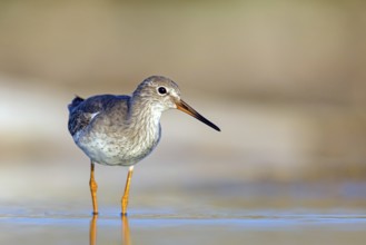 Redshank, (Tringa totanus), Animals, Birds, Snipe family, Raysut, Salalah, Sohar, Oman