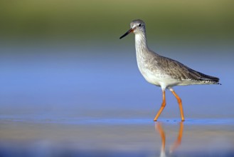 Redshank, (Tringa totanus), Animals, Birds, Snipe family, Raysut, Salalah, Sohar, Oman