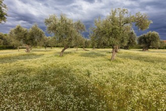 Landscape, Greece, thunderstorm, thunderstorm atmosphere, olive tree, olive grove. Olive, flower