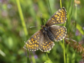 Fritillary butterfly, Common fritillary, (Melitaea athalia), butterfly, butterflies, moths, insect,