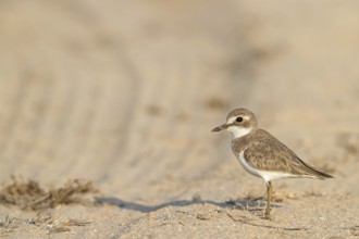 Desert plover, (Charadrius leschenaultii), animals, birds, biotope, habitat, foraging, Middle East,