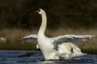 Mute Swan spreads its wings