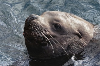 Portrait of wild sea animal Steller Sea Lion or Northern Sea Lion (Eumetopias Jubatus) swims in