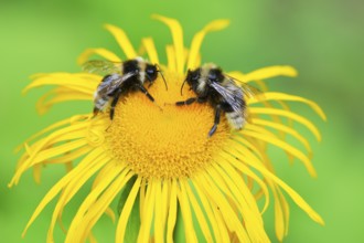 2 Cuckoo bumblebees on a flower. Two Cuckoo bumblebees on a flower