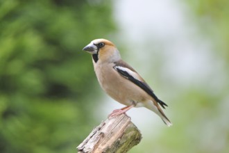 Hawfinch sitting on a tree trunk. Hawfinch sitting on a tree