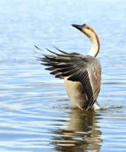 Swan goose in preening