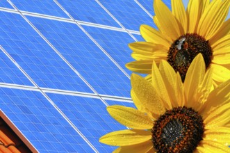 Solar modules with sunflowers, green electricity