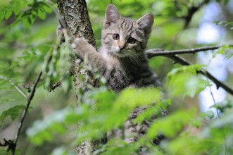 Felis silvestris