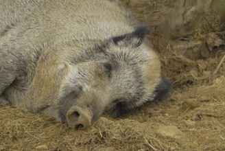 Wild boar takes a break.Wild Boar takes a break