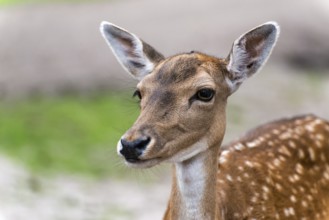 Deer