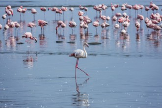 Soloist. Flock of white and pink flamingos feed themselves in coastal silt. Namibia. Sunrise.