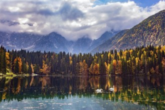 Sunrise. Pair of white swans swim in the lake Fusine in Italy. The colors of the autumn forests are
