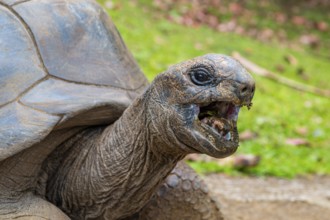 Aldabra giant tortoise (Aldabrachelys gigantea, Syn.:Geochelone gigantea, Dipsochelys elephantina,