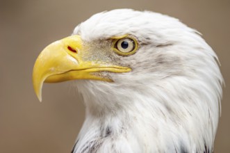 Bald Headed Eagle, close up shot with blurred background