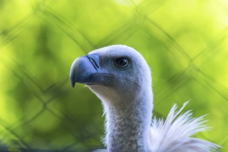 Griffon Vulture Bird of Prey in Captivity (Gyps fulvus)
