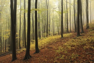 Autumn beech forest on a foggy weather, Bischofskoppe Mountain, October, Poland