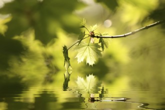 Spring maple leaves in the forest, April, Poland