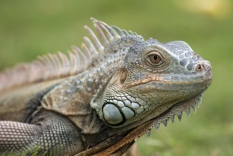 Big red iguana walking on the grass