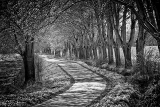 Alley, Primeval forest Urwald Sababurg, Hofgeismar, Weser Uplands, Weserbergland, Hesse, Germany