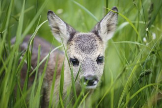 Young wild roe deer in grass, Capreolus capreolus. New born roe deer, wild spring nature