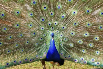 Peacock in spring with beautiful plumage