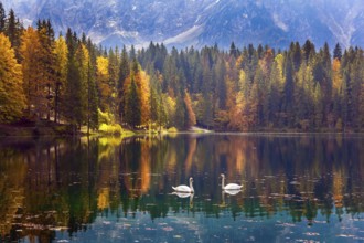 Lake Fuzine. Magnificent colors of autumn. Pair of white swans on the smooth water of the lake.