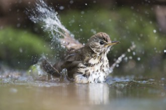 Mistle Thrush bathing with many splashes i nature water