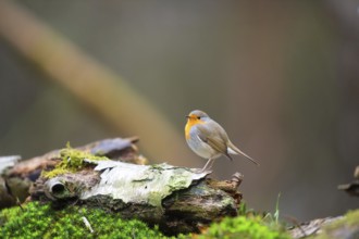 European Robin outdoor in forest