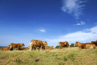 Typical French brown Limousin cows in France