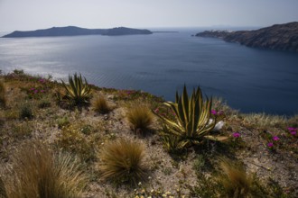 Landscape of the Caldera, Island of Santorini (Thira), Cyclades, Greek Islands, Greece
