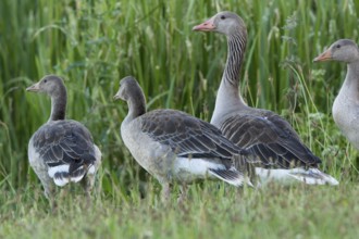 Greylag goose, Anser anser, Stuer, Germany