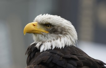 Bald eagle, Haliaeetus leucocephalus