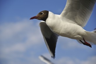 Seagulls by the sea, Vorpommersche Boddenlandschaft National Park, Germany, Prerow, DEU