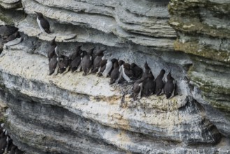 Common guillemots (Uria aalge) in a breeding colony, Westray, Orkney Islands, Scotland, Great